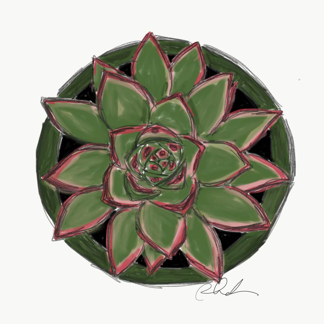 Succulent Study